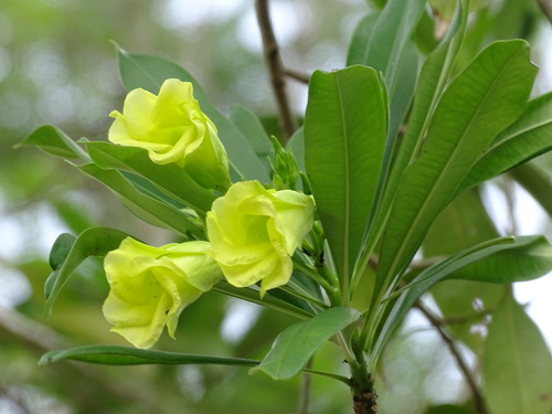 Cascabela gaumeri (Cascabela gaumeri)