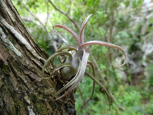 Tillandsia streptophylla, photograph 1