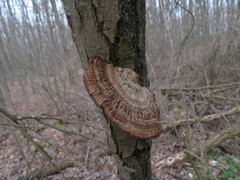 Daedaleopsis confragosa