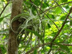 Tillandsia streptophylla