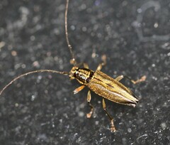 Temnosternus planiusculus