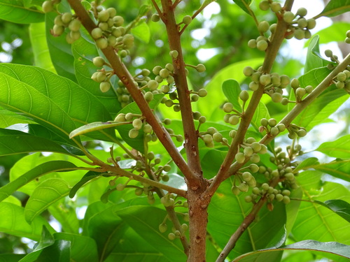 Image of Lucuma campechiana by (c) Alexis López Hernández, some rights reserved (CC BY)