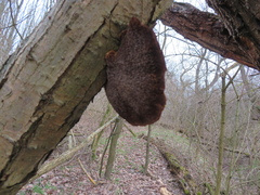 Daedaleopsis confragosa