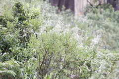 Syncolostemon