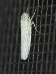 Cofana spectra