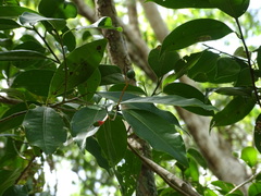 Damburneya salicifolia