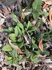 Rhynchosida physocalyx