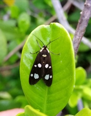 Dysauxes famula