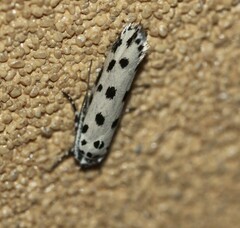Ethmia sphaerosticha