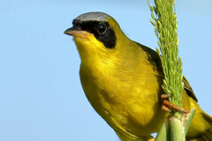 Geothlypis aequinoctialis