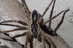 Dolomedes dondalei