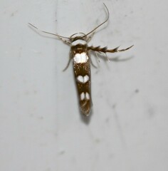 Stathmopoda triselena