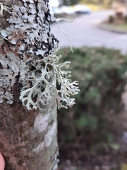 Evernia prunastri