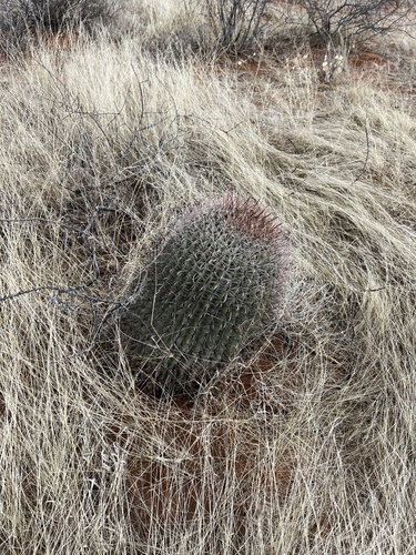Ferocactus wislizeni