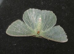 Eucyclodes metaspila