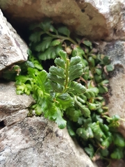 Asplenium billotii