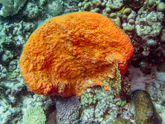 Montastraea cavernosa