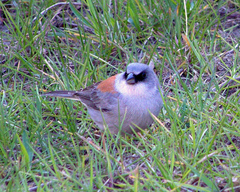Junco hyemalis dorsalis