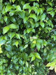 Backhousia myrtifolia