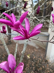 Magnolia liliiflora