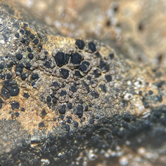 Rhizocarpon reductum