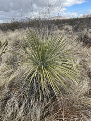 Yucca elata