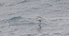 Procellariidae