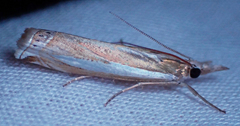 Crambus praefectellus