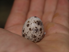 Caprimulgus europaeus