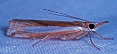 Crambus praefectellus