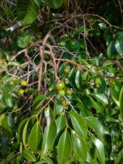 Psidium oligospermum