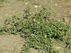 Solanum tweedianum