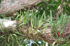 Brassavola nodosa