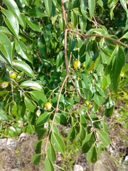 Psidium oligospermum