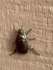 Callistethus marginatus