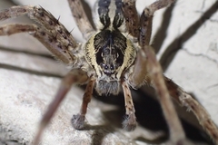 Dolomedes dondalei