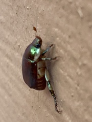 Callistethus marginatus