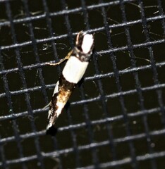 Monopis icterogastra