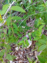 Lepidaploa cotoneaster