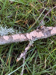 Aleurodiscus grantii