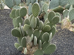 Opuntia microdasys