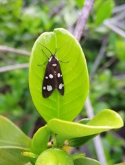 Dysauxes famula