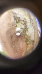 Eriococcus lagerstroemiae