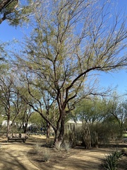 Prosopis pubescens