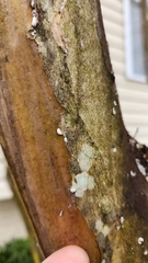 Eriococcus lagerstroemiae