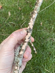 Aleurodiscus grantii