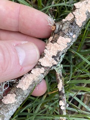 Aleurodiscus grantii