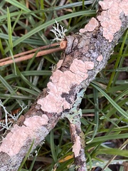 Aleurodiscus grantii