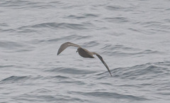 Pterodroma macroptera