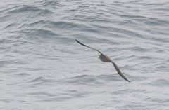 Pterodroma macroptera